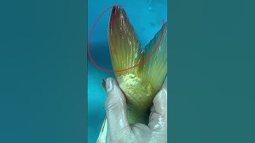 Cách trị Rận Nước cho cá koi #shorts #short #cakoi #hocakoi #hokoi #rannuoc