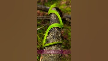 Snake.#shorts #subscribe #status #youtube #wildlife #100klikes #1million #hindi #jangle #100 #snake