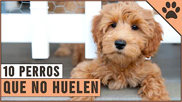 ¿Qué perro huele más?