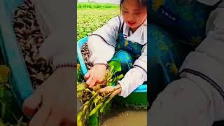 Teknik Unik Panen Water Caltrop