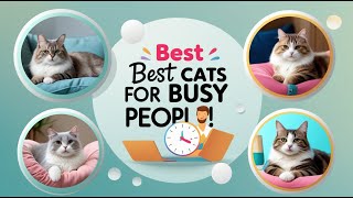Top 10 Best Cat Breeds for Busy Owners: Low-Maintenance & Loving!