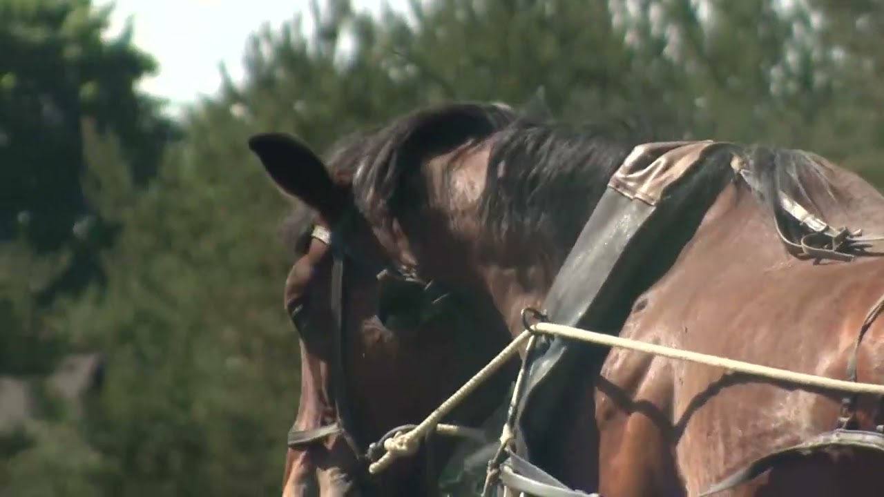 PROVINCE: Pitraga zemes spīts.