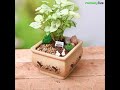 Miniature garden  how to create diy bundle of joy  nurserylive