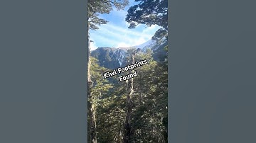 Frontline Trap Checks #newzealand #nationalparks #forest #bird #conservation #fyp