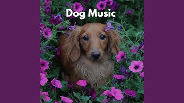 Dashing Backdrops for Mellow Life