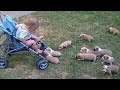 AWW CUTE BABY ANIMALS - Best Funny Dogs And Cats Videos