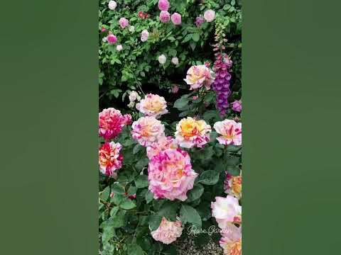 Роза: камил писаро - YouTube