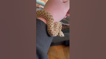Thumbnail of Adorable baby hognose snake! #shorts #reptiles #pets #cuteanimals