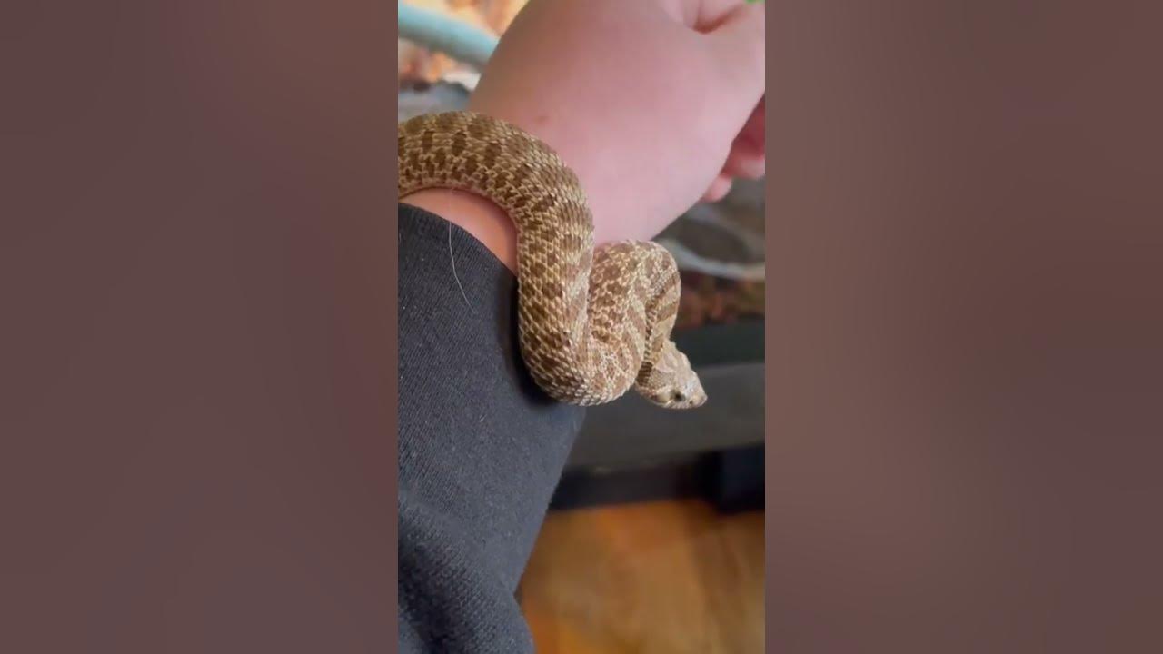 Adorable baby hognose snake! #shorts #reptiles #pets #cuteanimals