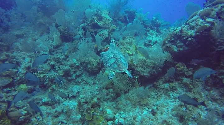 Green Sea Turtle - Cayman Brac