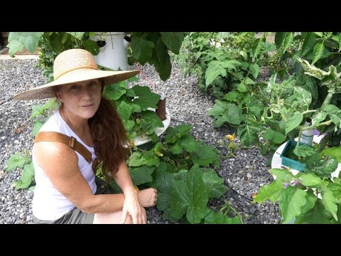 Video: Brangakmenių bokštas Augalų priežiūra – Kaip užauginti Echium Tower Of Jewels gėlę