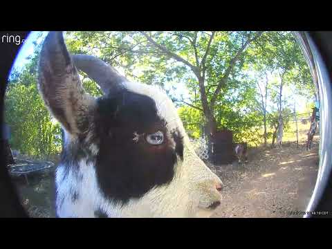 Goat Rings Doorbell Camera || ViralHog