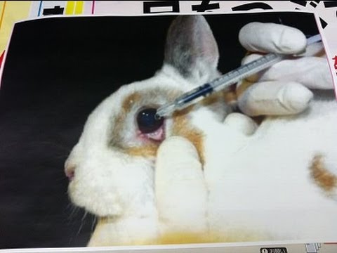 動物実験反対 デモ行進 神戸 13 3 17 Against Animal Experiments Youtube