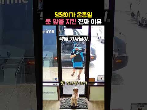 손님한테 굴욕당하던 강아지 앞에 '최애' 택배 기사님이 나타나면 발생하는 일 🐶📦 #강아지 #댕댕이 #택배기사님 #힐링 #귀여운영상 thumbnail