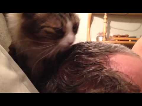 Kitty Lick 420