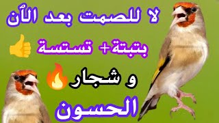 اقوى محفز على التغريد، بتبتة و تستسة و شجار الحسونتخلي حسونك يولع@King-of-songbirds