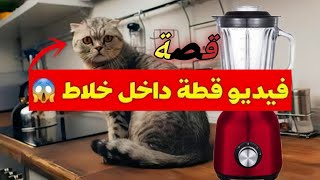 قصة، فيديو القطه في الخلاط يحزن الجميع ويثير الرعب | رجل صيني يضع قطه في الخلاط الحقيقة الكاملة