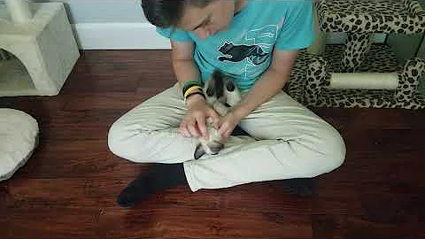 Watch the video about Blossom - Seal Point Siamese Kitten