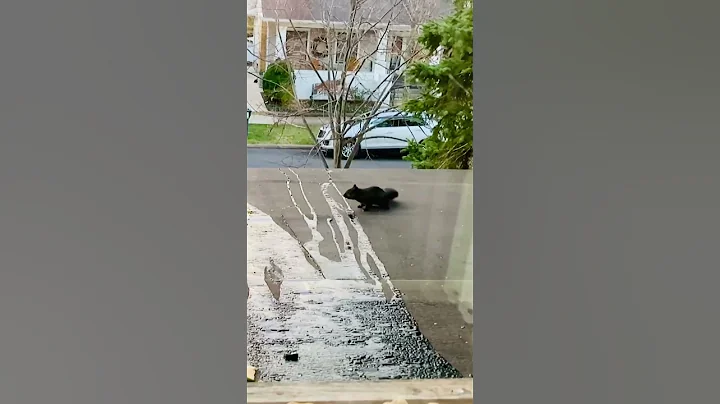 Black squirrel