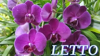№843/ КАЧЕСТВЕННЫЕ орхидеи к 8 МАРТА в с/ц LETTO