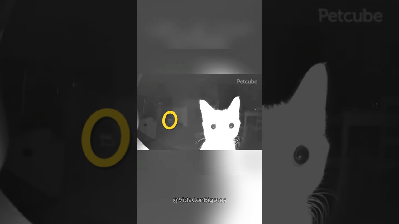 📹 C&Aacute;MARAS de SEGURIDAD descubriendo MICHIS