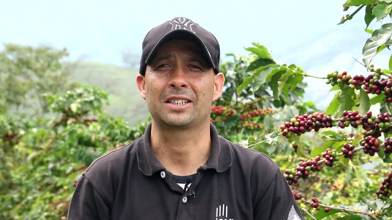 Recolección de café a través de lonas | Las Manos del Café