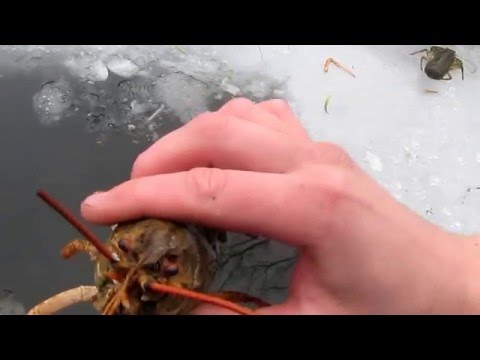 Разведение раков дома в пруду! fishing with nets.