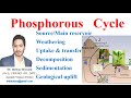 Phosphorous  Cycle, फॉस्फोरस परिचालन, فاسفورس چکر 3 #bscbotany #neet #bsczoology #ecology #upsc