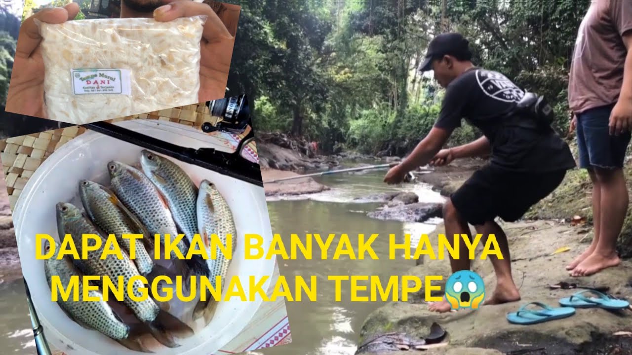 MENCOBA MANCING IKAN MENGGUNAKAN UMPAN TEMPE TERNYATA HASILNYA MANTAP