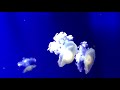 Free HD footage. Beautiful jellyfish swim in ocean / sea. Blue background. медузы плавают в море