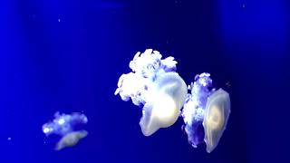 Free HD footage. Beautiful jellyfish swim in ocean / sea. Blue background. медузы плавают в море