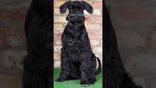 The Giant Schnauzer | From Working Dog to Companion