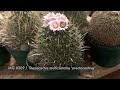 Our first genus feature stenocactus