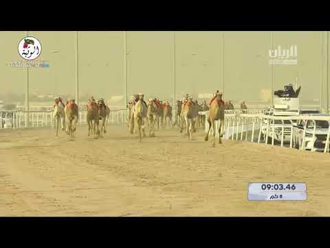 الشوط 4 مرضية ل هجن الرئاسة 12 11 85 مهرجان ختامي الشحانية 2021 2021 4 1حول و زمول
