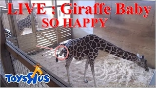 Live Feed: Animal Adventure Park Giraffe Cam | April The Giraffe Giving Birth