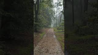 HEAVY RAINFALL LUSH GREEN FOREST BIRD CALLS~  REST| NIGHT SLEEP| ANXIETY| MEDITATION rainfall asmr