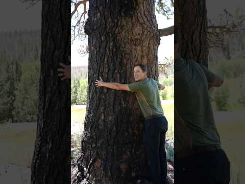 ቪዲዮ: Ponderosa የሎሚ ዛፍ እንክብካቤ - ስለ ድዋርፍ Ponderosa የሎሚ ዛፎች መረጃ