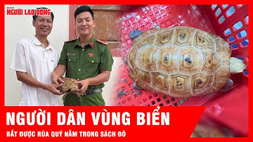 Người dân vùng biển bất ngờ bắt được rùa quý hiếm nằm trong Sách đỏ | Tin tức