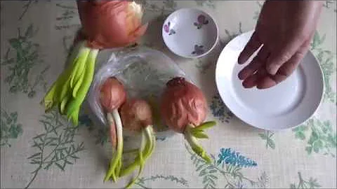Как можно бюджетно, экономно использовать проросший ЛУК! Выгнать на перо и  репчатый ЛУК!