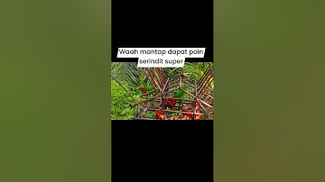 Mikat serindit #birdtrap #birds #bird #birdsounds #birdslover #parrot #nature #wildlife #animals
