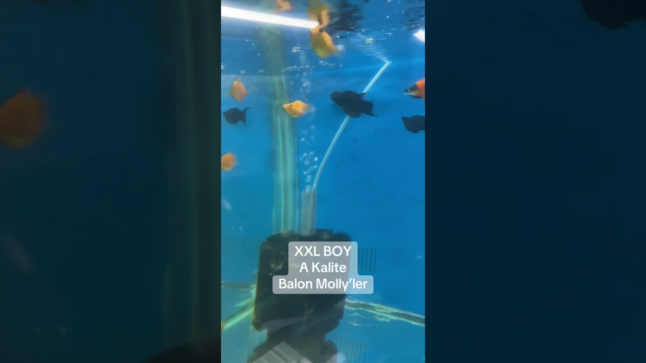 XXL Boy, A Kalite, Balon Molly’ler 