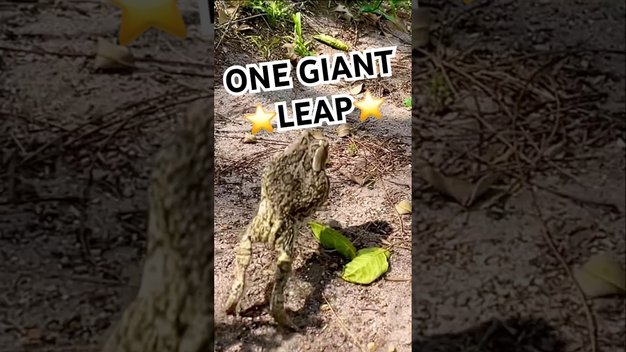 Raucous Toad —the loud voice of rainy nights in SA gardens.  