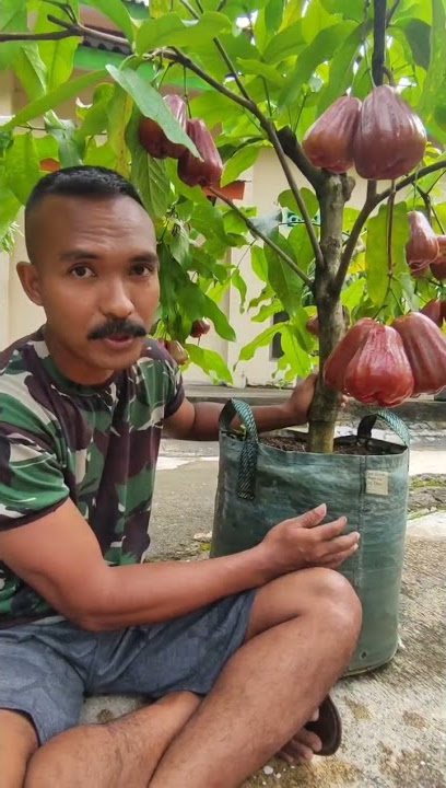 Jambu Air Dalhari