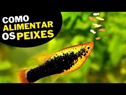 Vídeo: Caracóis De Aquário: O Bom, O Mau E O Feio