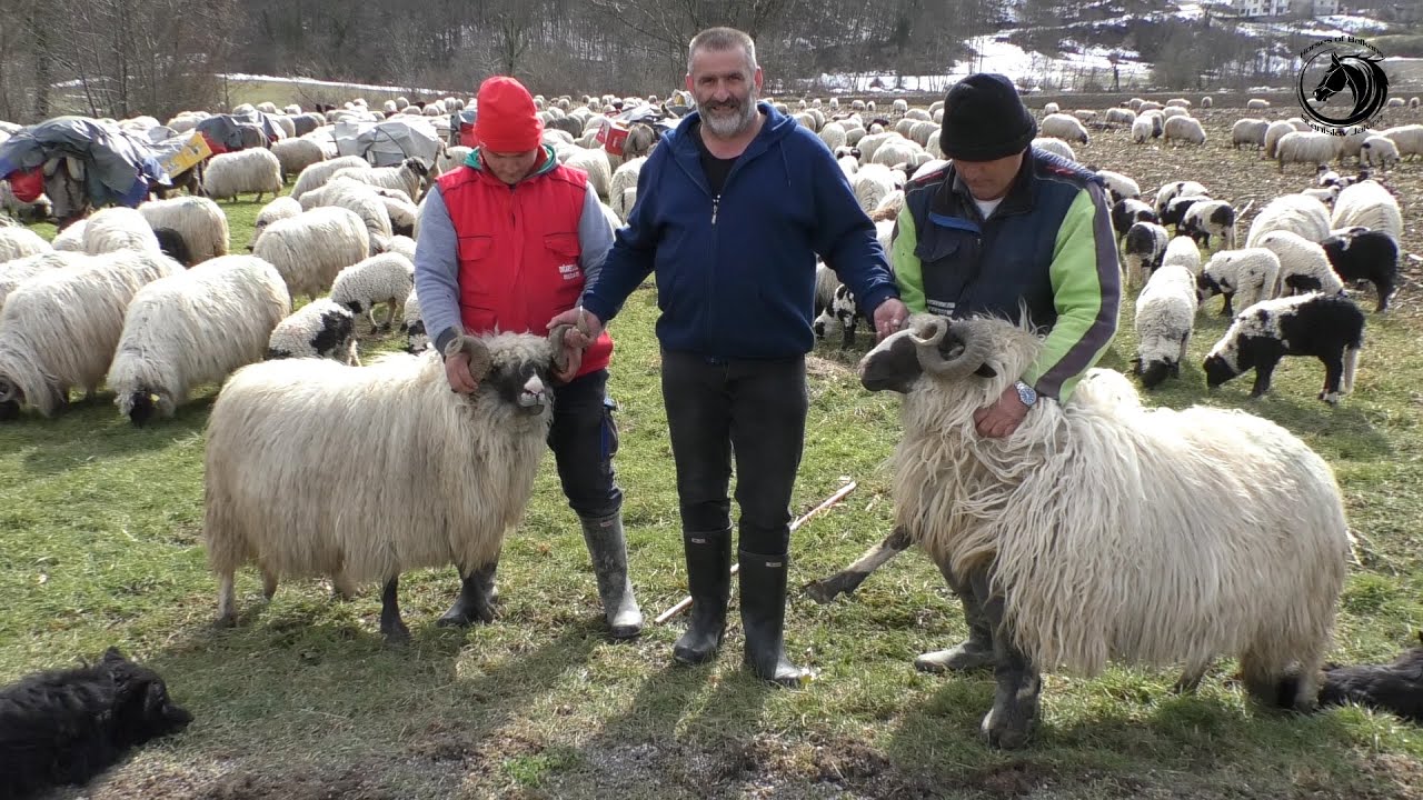 - 3 000 OVACA I 100 KRAVA LJUBOMIRA KOČIĆA S MANJAČE ZIMUJE NA UDARU GLADNOG VUKA -