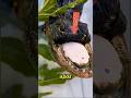 ESSES ANIMAIS SE RECUSAM A M@RR.. ! #curiosidades #animais #bichos #natureza
