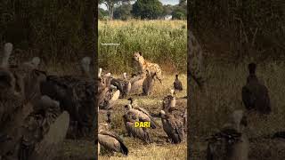 Carcass Bird Eats Carcass Down To The Bone  viral