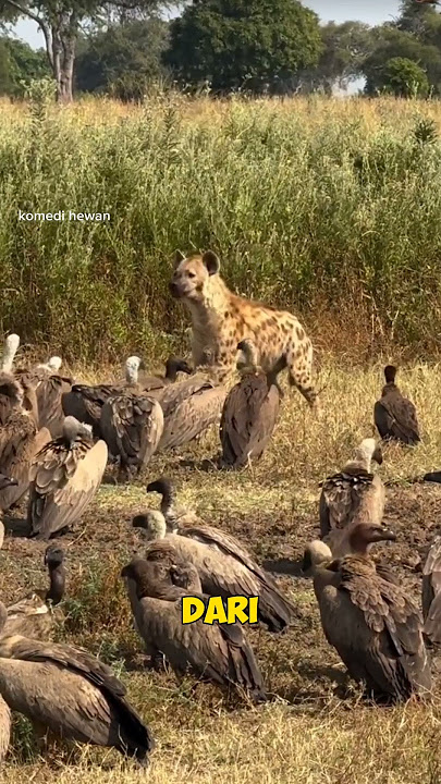 Carcass Bird: Eats Carcass Down to the Bone! 🦴🔥 #viral