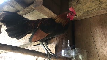 Me nyuam ntsuas qaib dib pib khav lawm nawb qua heev kawg lawm nawb