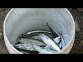 dami huli ni papa na lumahan | Catching Chub Mackerel using hook and line &quot; Ug-Og Fishing&quot;